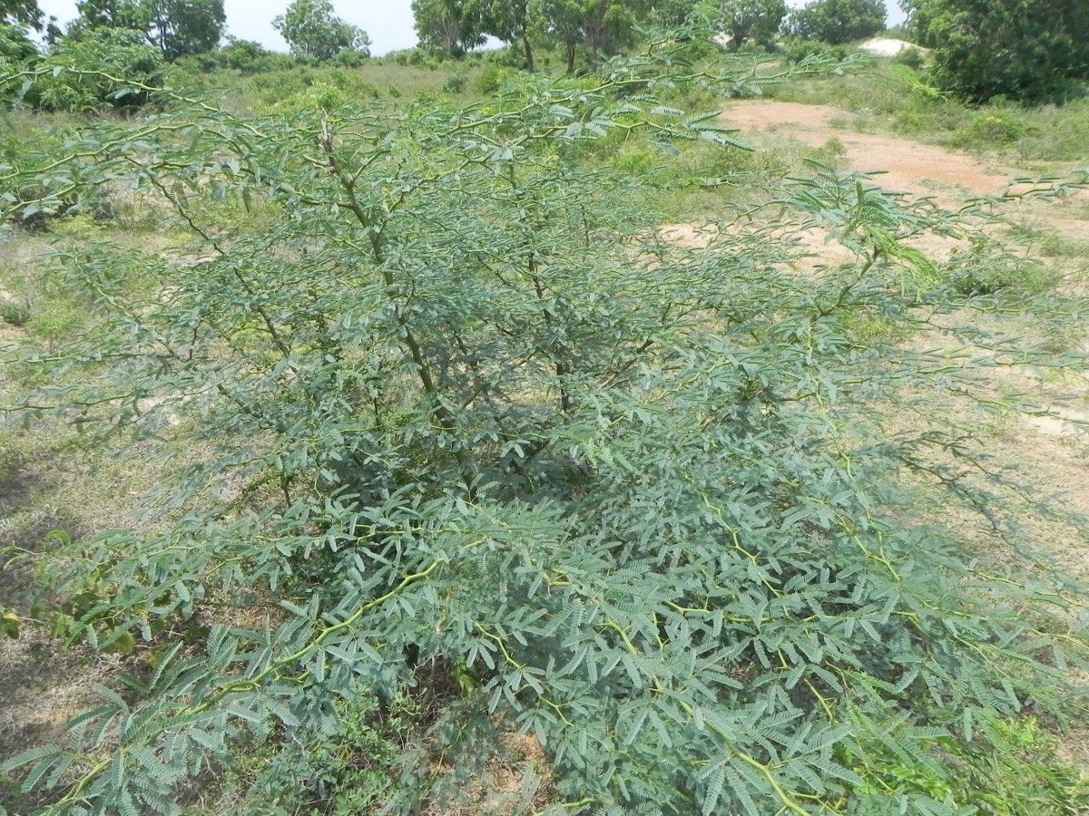 Neltuma juliflora (Sw.) Raf.